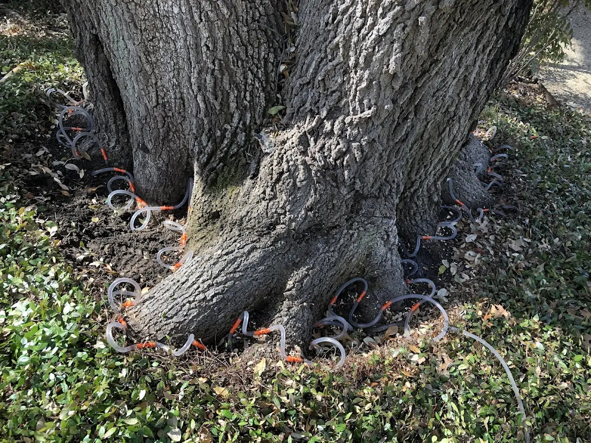Detailed Tree Cabling and Bracing job site in Fountain City