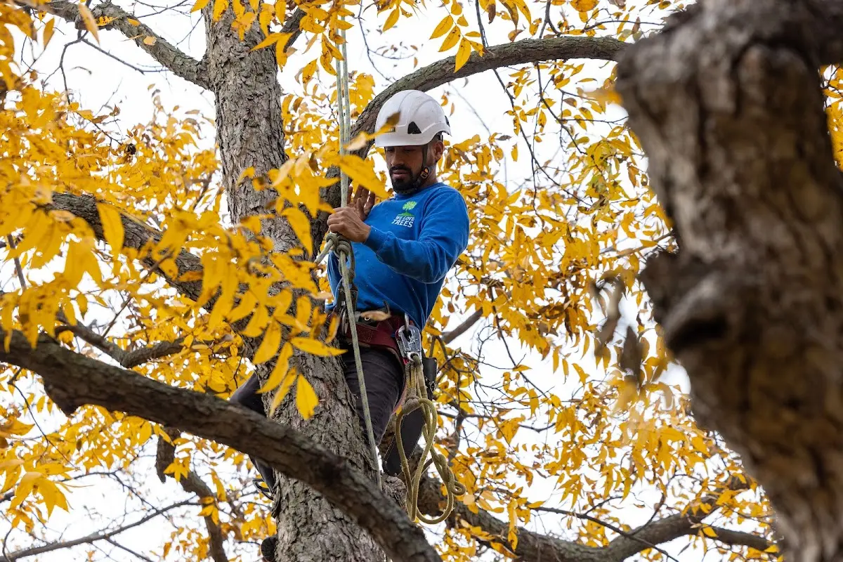 Skilled Tree Transplanting crew working in Fountain City